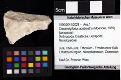 Foto (Objket + Etiketten) von Cracensigillatus acutirostris (Moericke, 1889) 